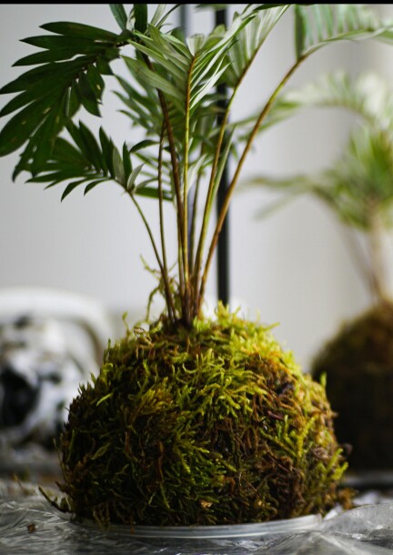 Atelier adulte création d'un kokédama - Ateliers et stages - Garden Centre Schilliger