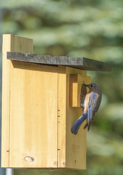 Atelier Parent/Enfant - Fabrication d'un nichoir (à partir de 6 ans) - Familie