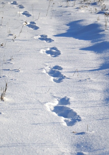 Schnitzeljagd | Tiere - Workshops und Praktika