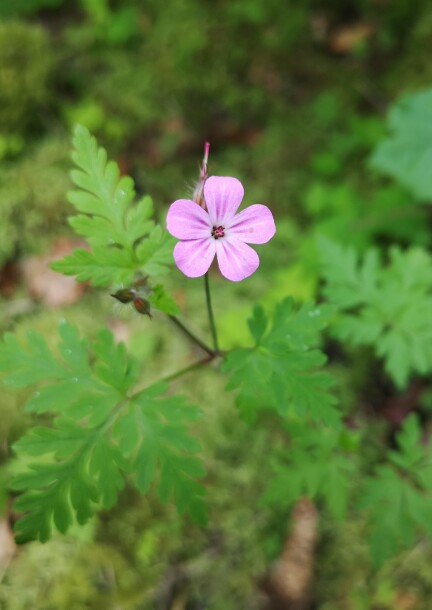 Les arbres aux 4 saisons, reconnaissance et usage des feuilles et des fleurs - Balades et visites - Centre sportif de Mauvernay