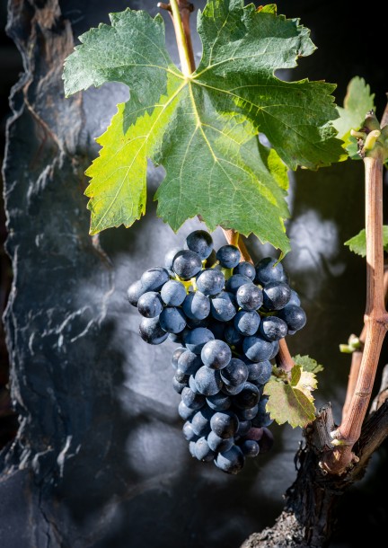 Syrah Garden Party - Svaghi