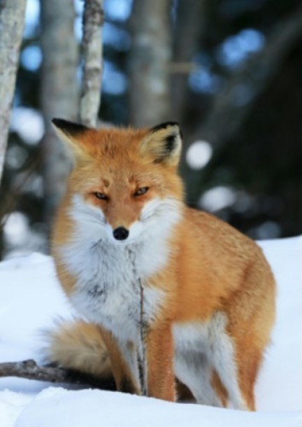 Mission: survie dans la neige - Loisirs