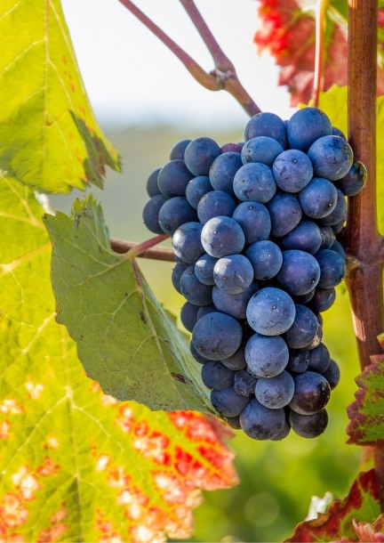 COURS D'OENOLOGIE Mars 2025 : INITIATION ET DÉGUSTATION - Workshop e stage