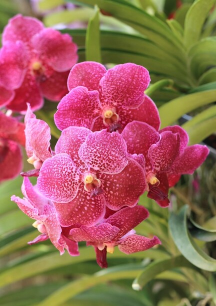 Atelier adulte confection d'orchidée - Ateliers et stages - Garden Centre Schilliger