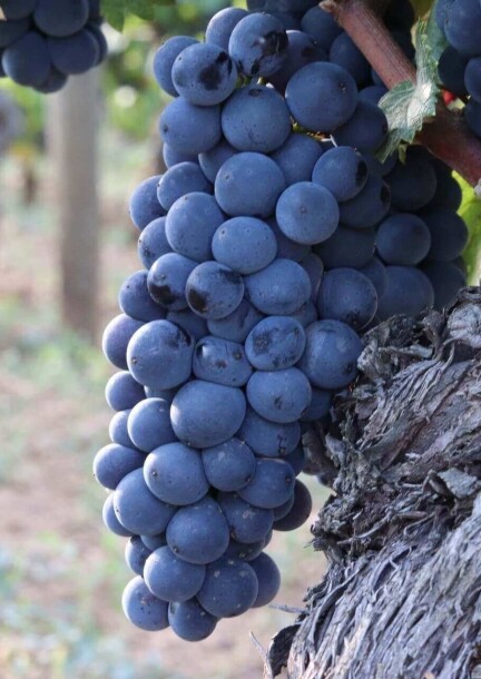 Pinots Noirs suisses 2016 | Les dégustations de la Foire - Leisure activities - Foire du Valais, Espace Gourmand, stand 4408