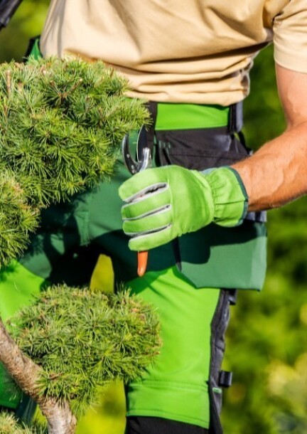 Masterclass - Entretien des arbres d’ornements - Ateliers et stages - Garden Centre Schilliger