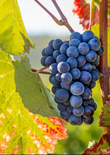 Viandes de fête à la sauce GRTA : Dégustation exceptionnelle à la Maison du Terroir ! - Ateliers et stages