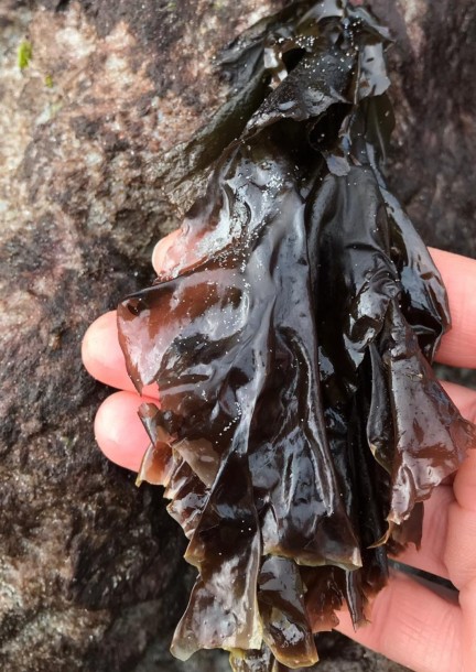 Stage algues sur l'Île Callot (Bretagne): pré-inscription - Ateliers et stages