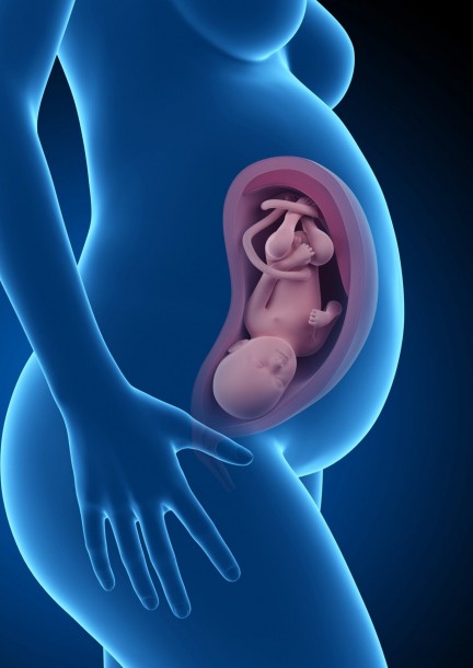 Anatomie-physiologie avancé : le système reproducteur et la grossesse - Workshops and courses