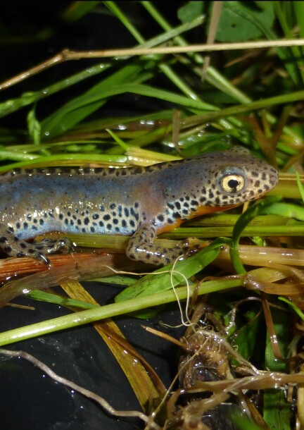 Coââ, coââ, quoi ?? - Walks and visits - Bois des Mouilles - RDV au parking des Evaux