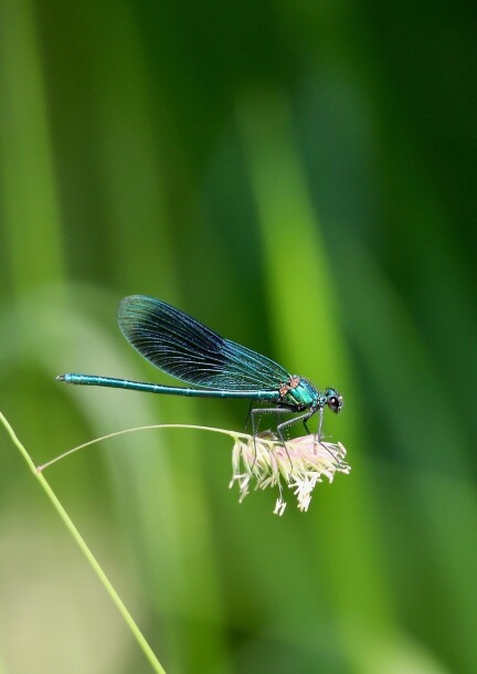 Ô les belles odonates ! - Walks and visits - Bords de l'Aire - Pont de la promenade (au dessus du triangle)