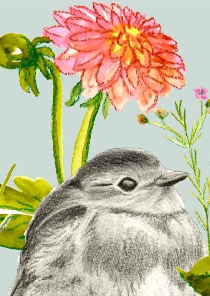 Atelier dessin naturaliste - Talleres y pasantías - Bords de l'Aire - Pergola