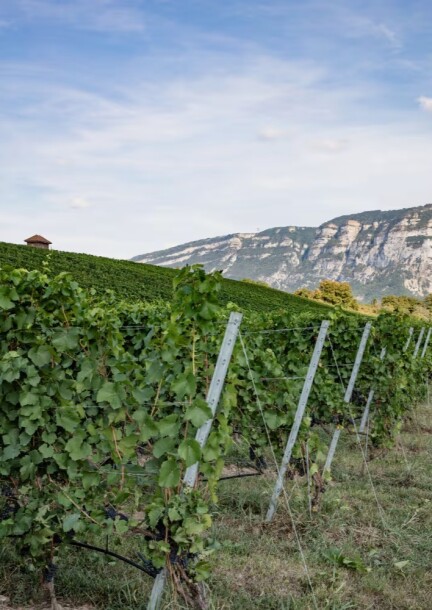 La conservation des sols dans l'agriculture - Walks and visits - Domaine d'Esize, Aire-la-Ville