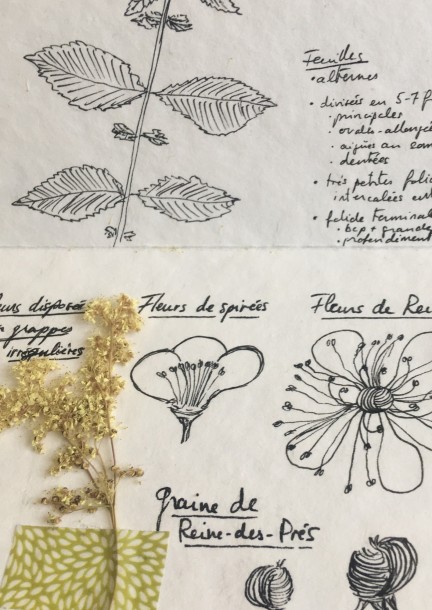 Expérimenter Materia Botanica - Ateliers et stages