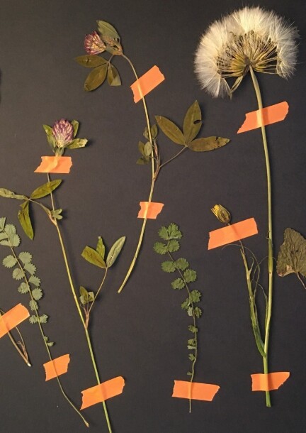 L'Herbier Sauvage - Workshops and courses - Fribourg