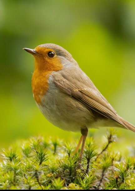 Ateliers 6-8 ans de 9h30 à 11h30 - Familie