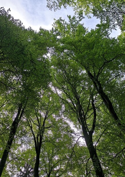 Café scientifique "Résilience des forêts face au climat : l'avenir des bois du Jorat" - Conférences - EPFL - EPFL Campus