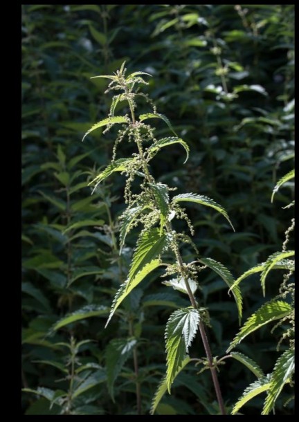 Weekend Althea "Santé des articulations" - Ateliers et stages