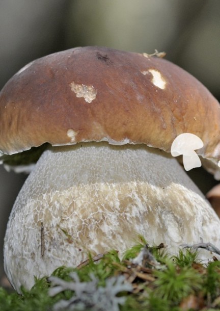 Pilzwanderung - Verschiedenes