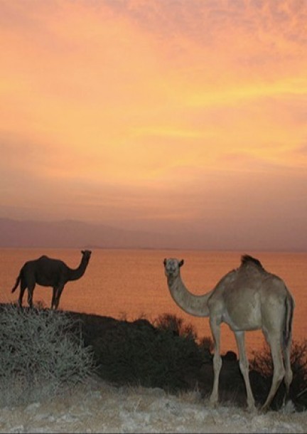 Geneva Festival - Festivals