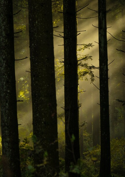 Escape Game : le secret du baume des bois - Pasatiempos - Salle de la Jeur de Morgins