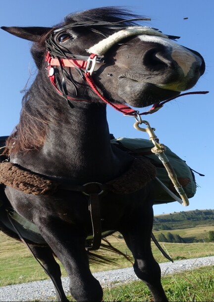 Sur les crêtes avec ma ponette - Balade pour petits et grands accompagnée de Kàra - Leisure activities - Office du Tourisme des Diablerets