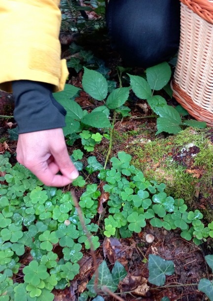 Plantes sauvages comestibles et médicinales au fil des saisons - Workshops und Praktika