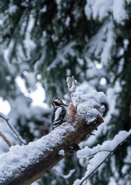 Au royaume des pics - Balades et visites - Centre sportif de Mauvernay