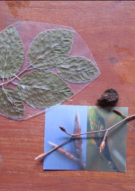 Les arbres aux 4 saisons : reconnaissance des bourgeons  - 2026 - Balades et visites - Centre sportif de Mauvernay