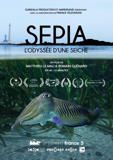 Sépia, l'odyssée d'une seiche - Cinéma - Fully