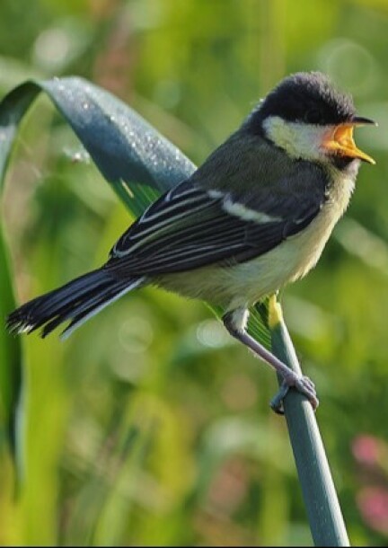 Mélodie matinale ou le réveil enchanté - Walks and visits - Bords de l'Aire - RDV devant la Mairie de Confignon