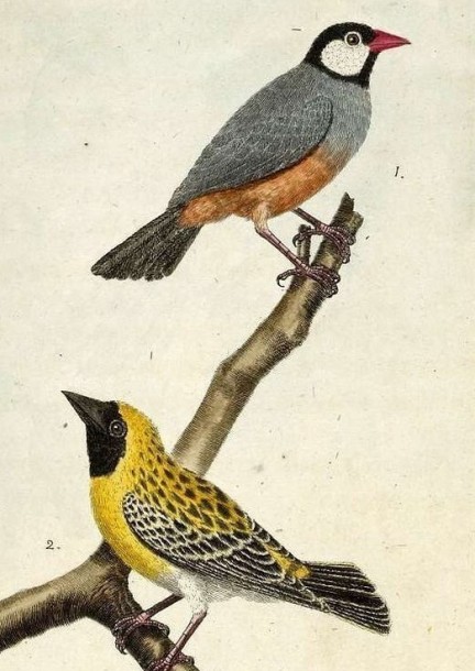 Tous des Oiseaux - Théâtre et arts vivants