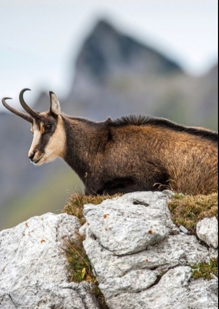 Observation des cerfs et des Chamois - Balades et visites