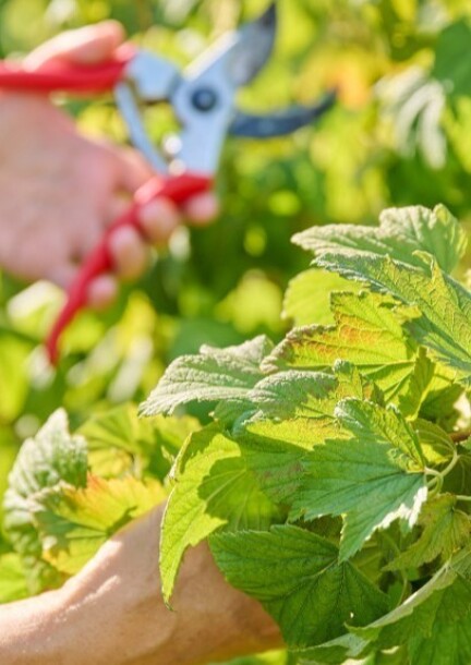 Masterclass - Tout savoir sur les fruitiers - Ateliers et stages - Garden Centre Schilliger