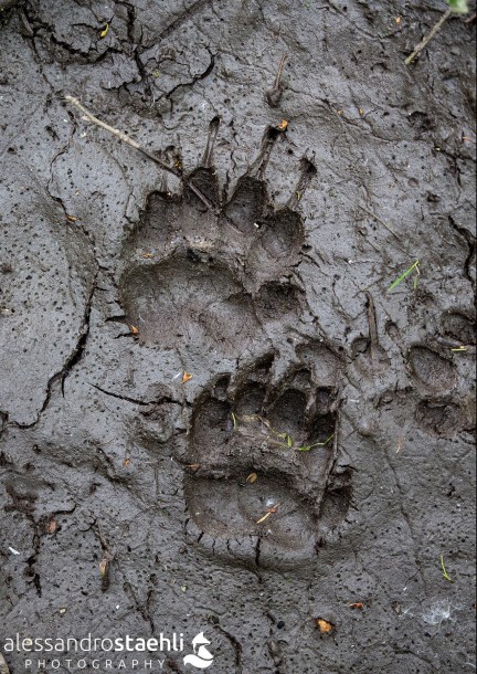 Indices et traces d'animaux - Balades et visites - Centre sportif de Mauvernay