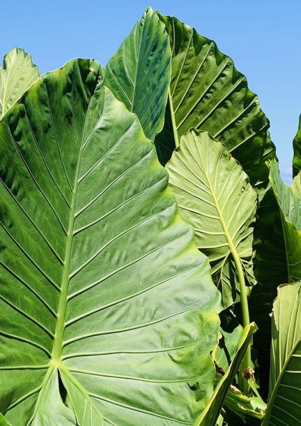 Manger pour penser – autour de Henry IV - Leisure activities