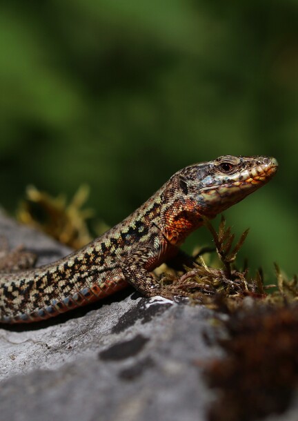 Sur les traces des reptiles - Walks and visits - Bords de l'Aire - Ancien pont de Mourlaz