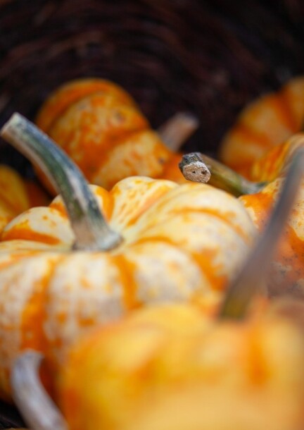Atelier adulte création d'une courge fleurie - Ateliers et stages - Garden Centre Schilliger