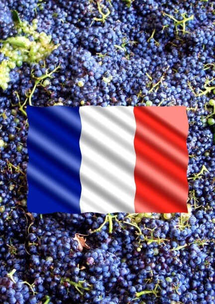Le vignoble français — deux journées d'atelier avec l'ASSP - Ateliers et stages - Fol'Terre