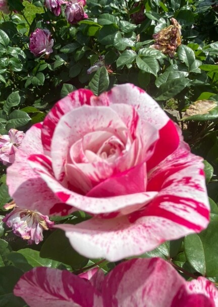 SOCIETEROMANDE DES AMIS DES ROSES ET DE L'HORTICULTURE ASSEMBLEE GENERALE SRARH - Leisure activities - Château de Prangins