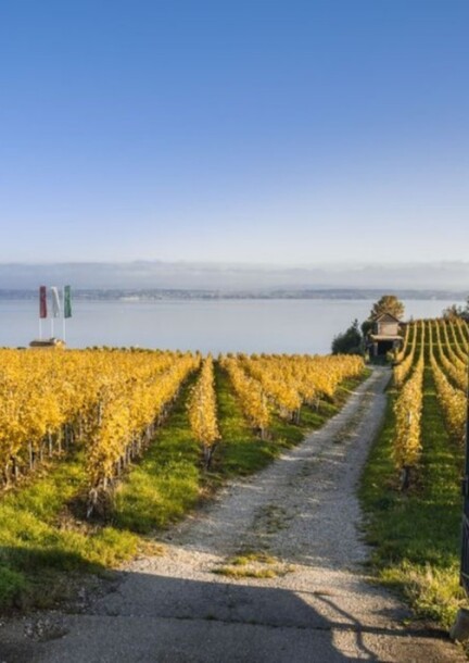 Masterclass — Les vins des Trois-Lacs, avec Yanna Delière - Ateliers et stages - Fol'Terre