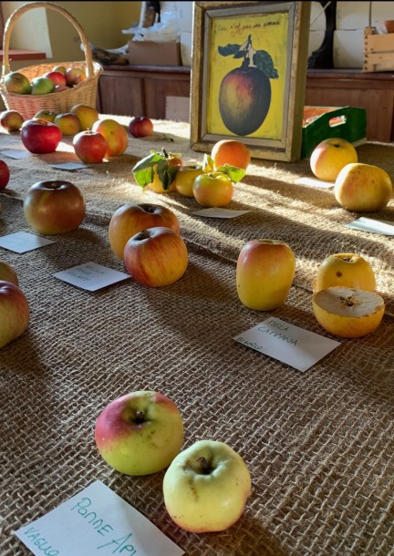 PER TUTTE/I - Visita guidata al sentiero "A spasso con una mela" - con attività interattive e brindisi in corte - Camminate e visite - Tesserete, Stazione Bus