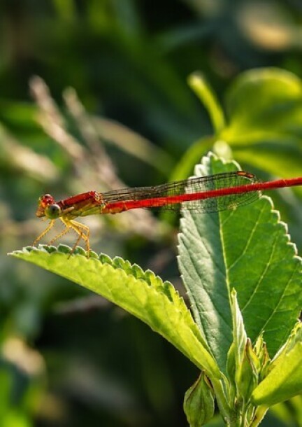 Sortie Nature spéciale Araignées et Odonates - Balades et visites - Etang de Saint-Paul