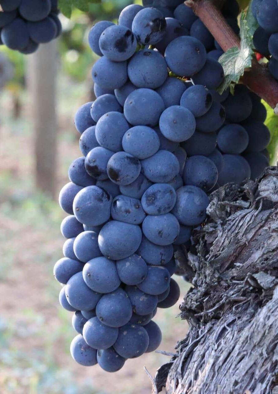 Foire du Valais - Dégustations Dionysos 2026