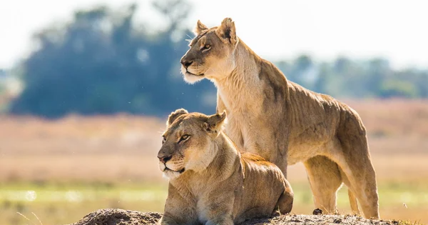 LadiesFirst Conférence