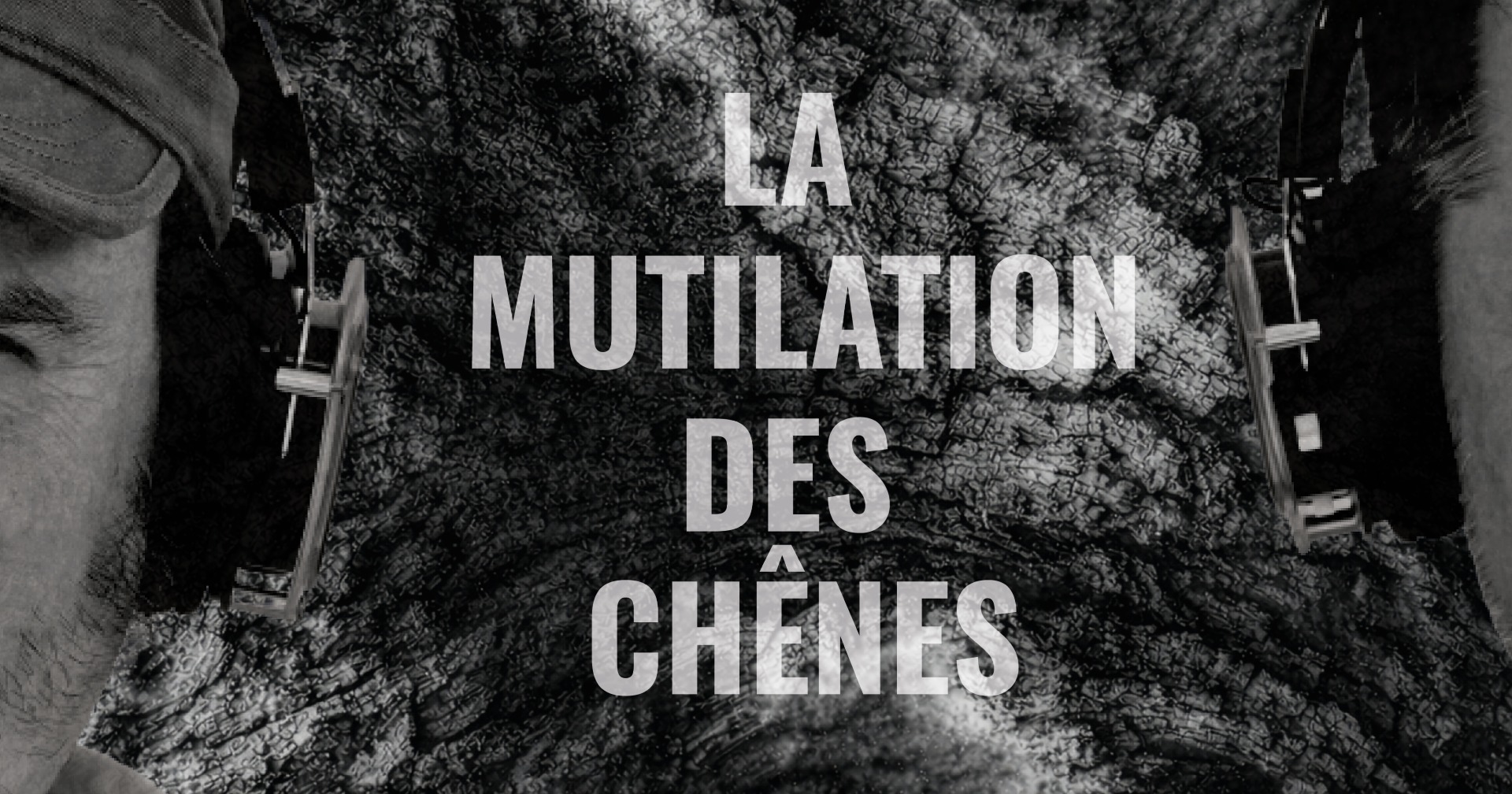 LA MUTILATION DES CHÊNES